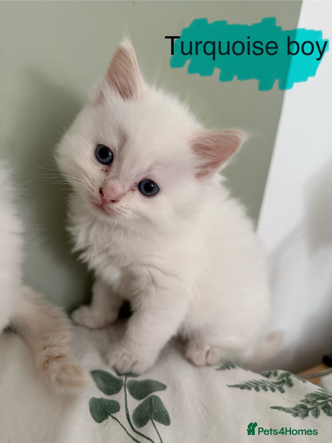 Ragdoll cats for sale: 8 ragdoll kittens, flame point, seal & blue point - Image 20