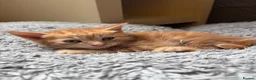 Mixed Breed cats for sale: BRYNMAWR KITTENS - Advert 8