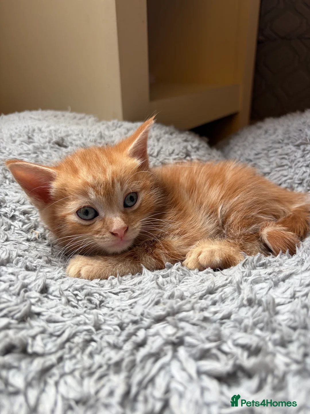 Mixed Breed cats for sale: BRYNMAWR KITTENS - Advert 8