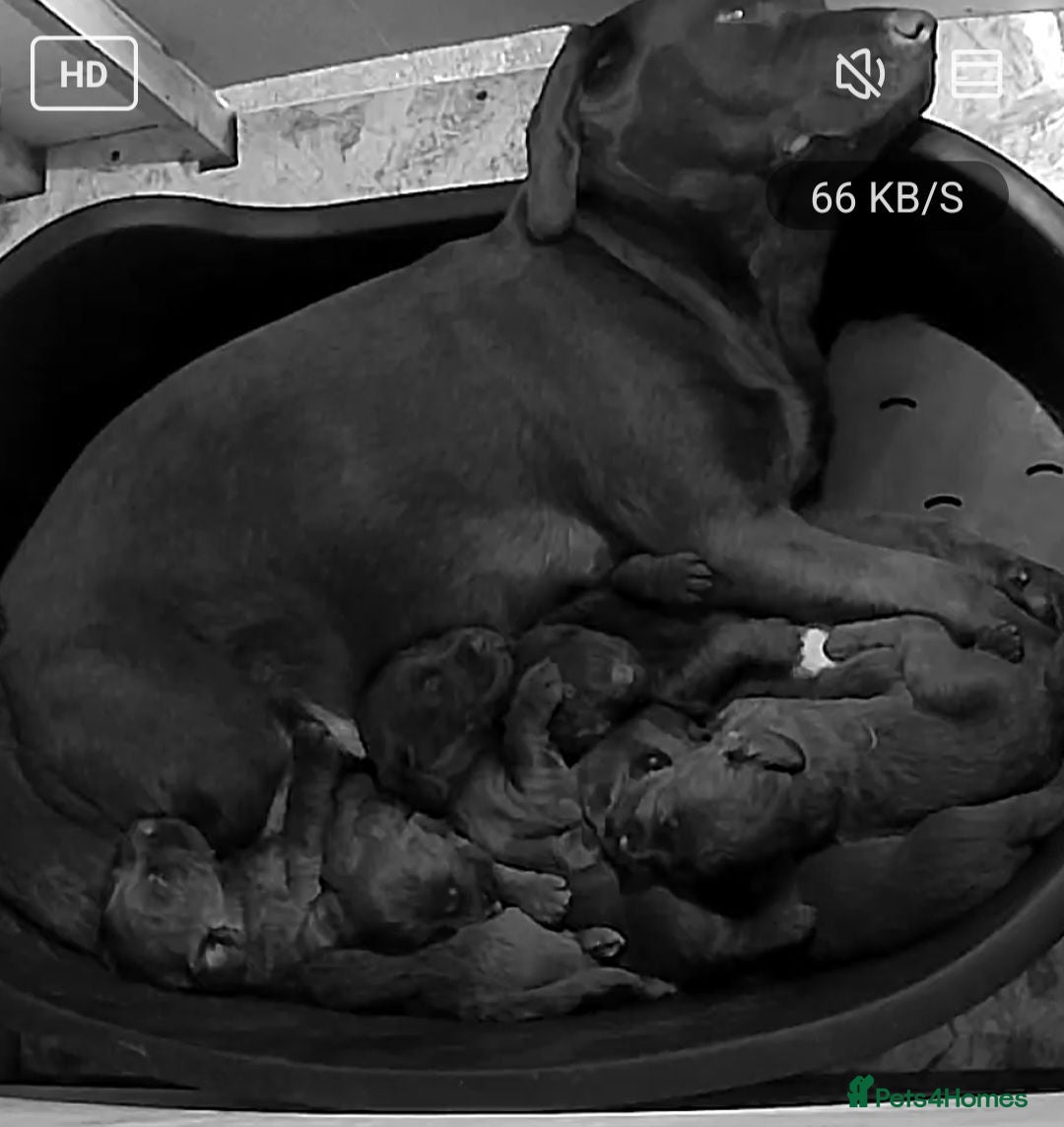 Labradoodle dogs 7 gorgeous labradoofle puppies - Advert 8