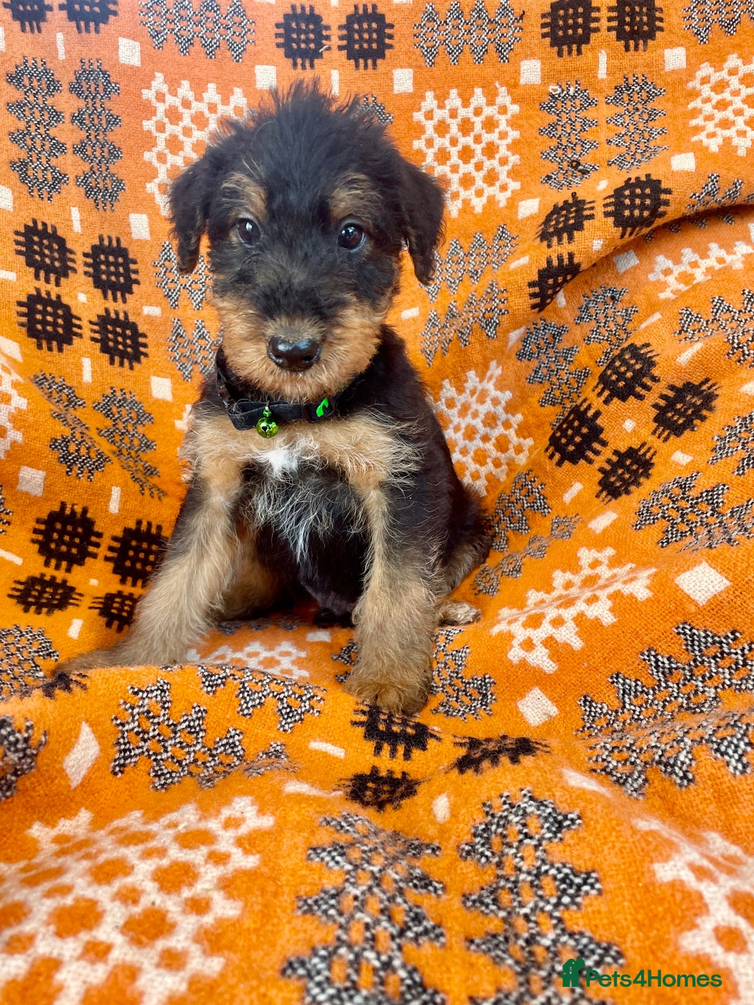 Airedale Terrier dogs for sale: Kc Airedale Terrier  - Advert 4