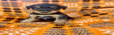 Airedale Terrier Puppy 2