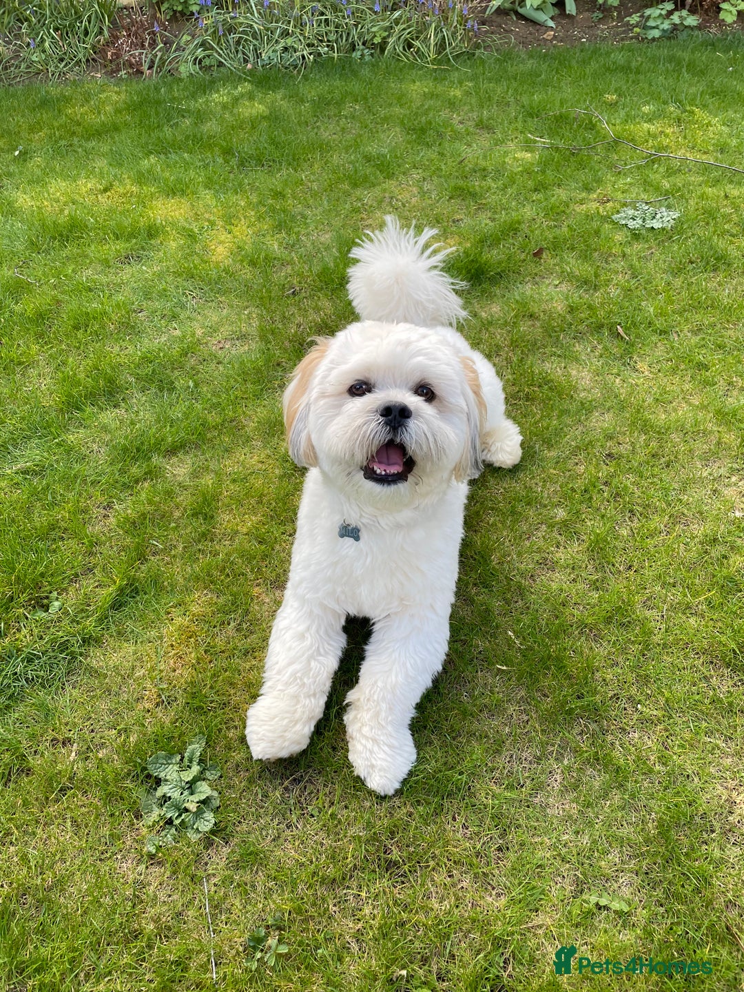 Lhasa Apso dogs for stud: Stud Available – Milo the Lhasa Apso - Image 2