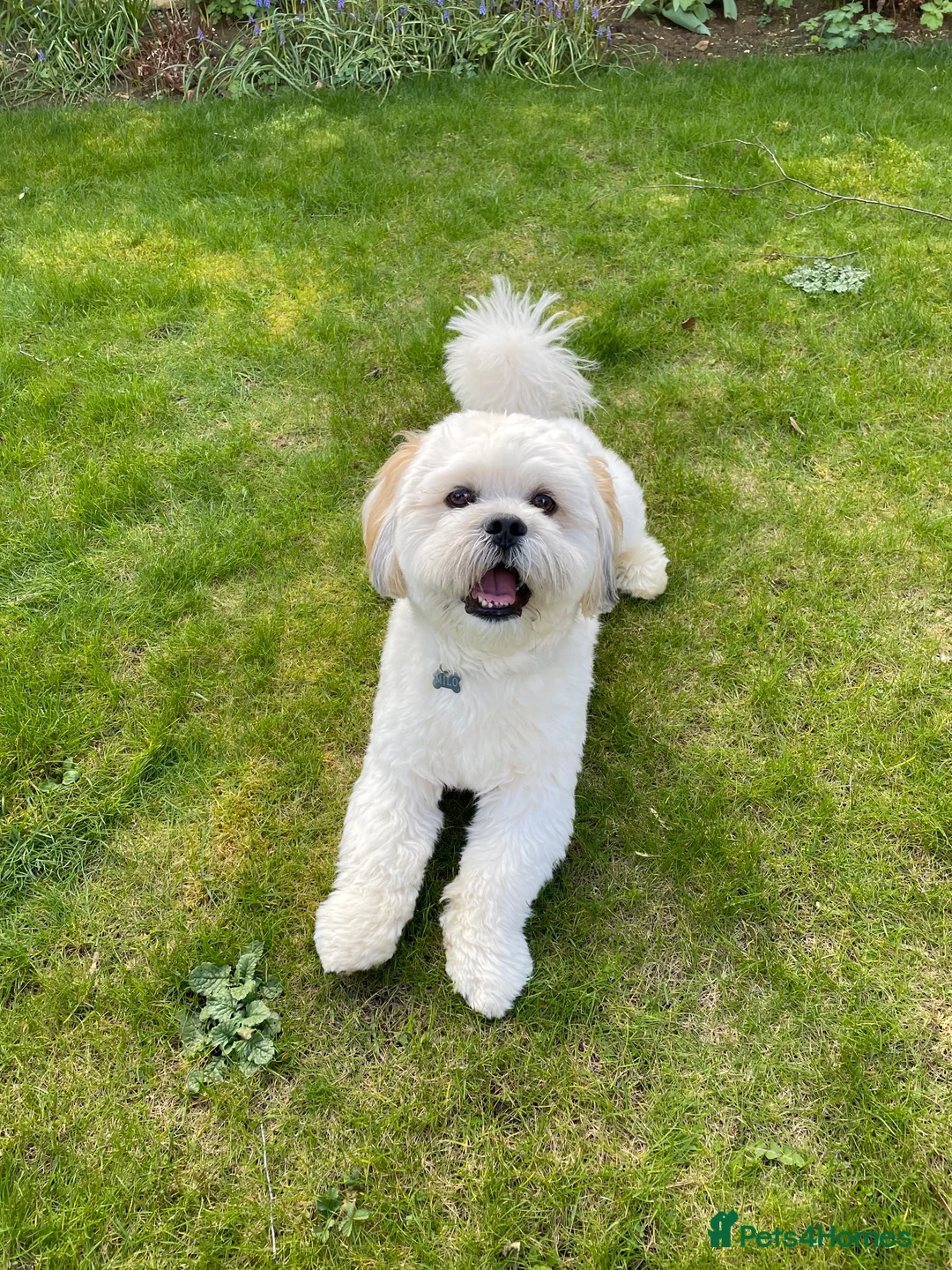 Lhasa Apso dogs for stud: Stud Available – Milo the Lhasa Apso - Advert 2