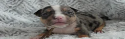 American Bully dogs for sale: Beautiful American pocket bullys  - Advert 6