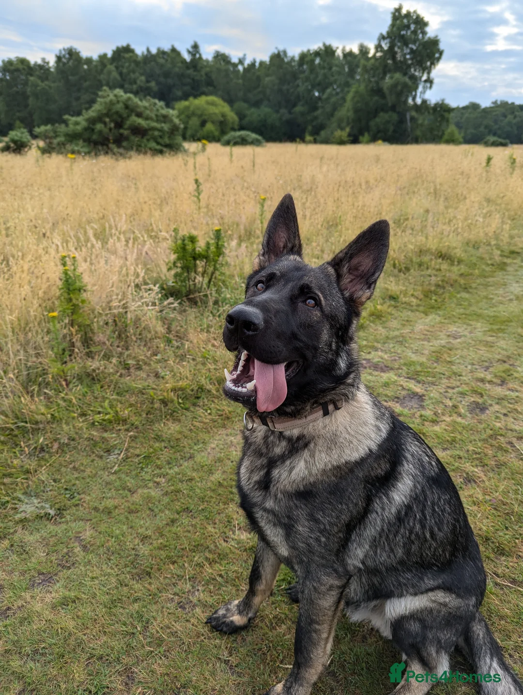 German Shepherd dogs for sale: 2 year old friendly entire male German Shepherd - Advert 2