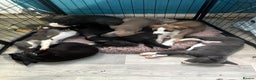 Mixed Breed dogs for sale: 6 whippet x lurcher - Advert 1