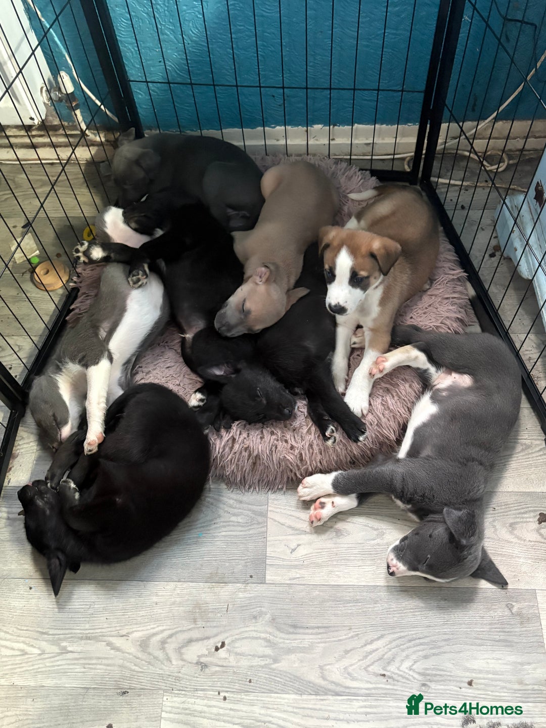 Mixed Breed dogs for sale: 6 whippet x lurcher - Advert 1