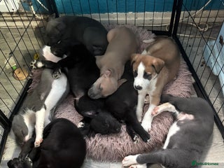 Mixed Breed dogs 6 whippet x lurcher - Advert 1