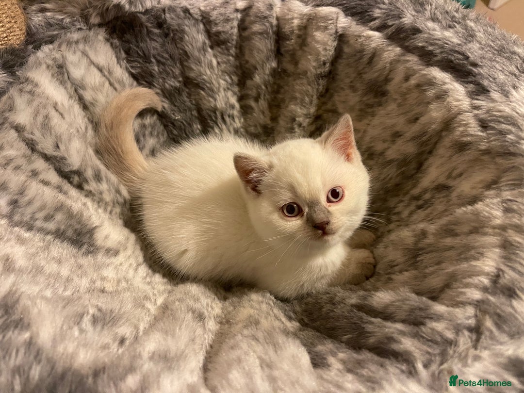 British Shorthair cats for sale: 🐱 Stunning GCCF British Shorthair Kittens  - Advert 7