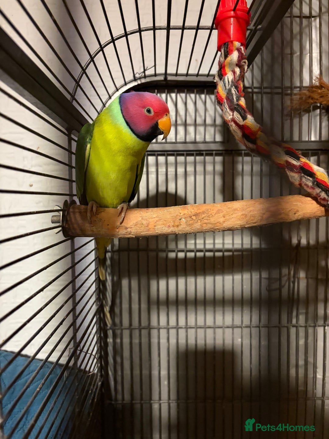 Parakeets birds for sale: Plum Headed Parakeet - Advert 2