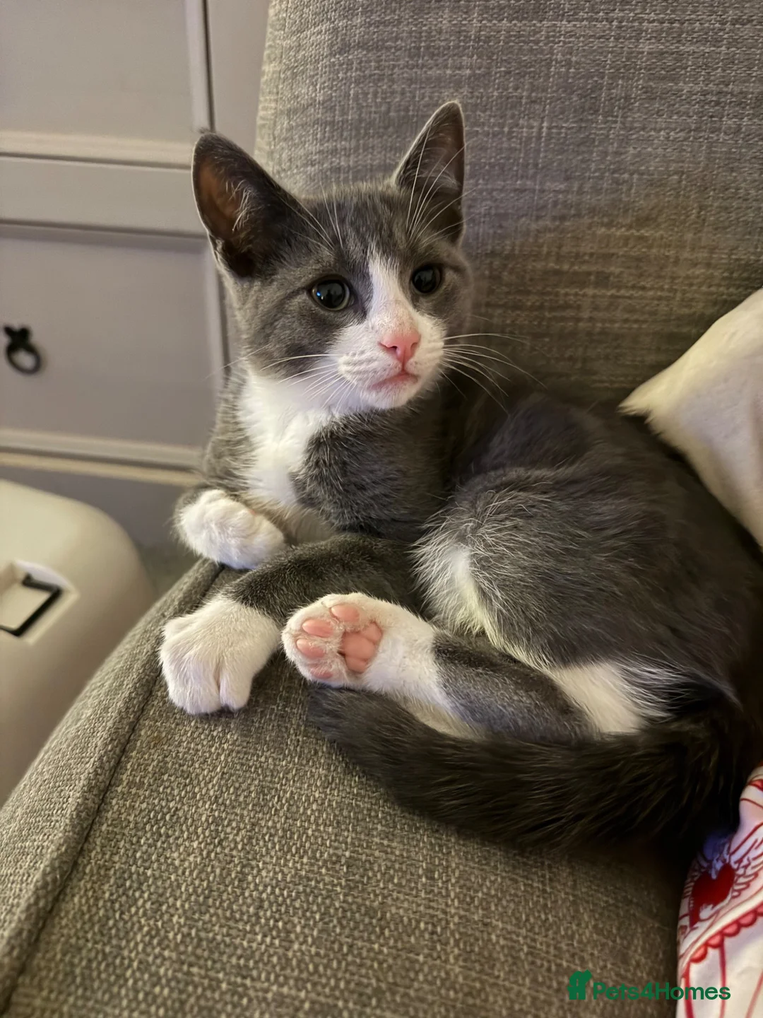 British Shorthair cats for sale: Oliver - Gorgeous Grey and White Male for sale  - Advert 10