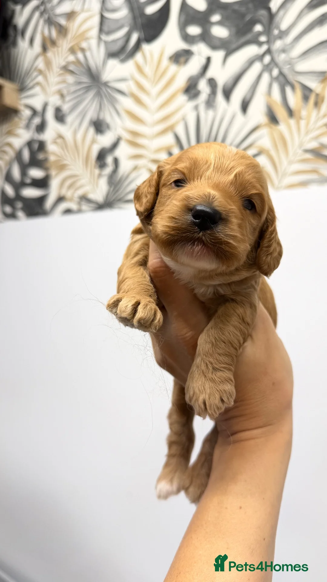 American Cocker Spaniel dogs for sale: American Cockapoo Puppies – Health Tested Parents - Advert 30
