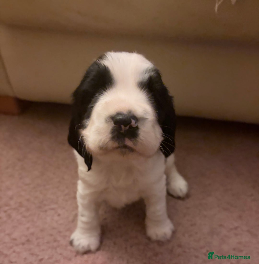 Sprocker dogs for sale:  Sprocker Spaniel puppies for sale - Advert 6