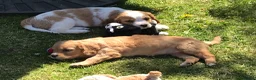 Mixed Breed dogs for sale: Comfort Retriever 5* breeder  in Whitchurch - Advert 10