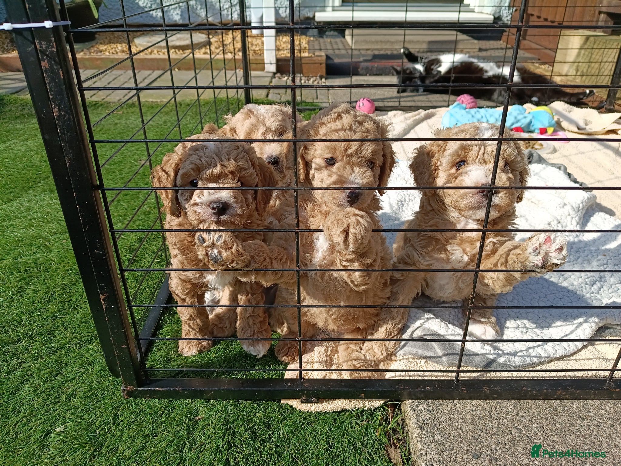 Cockapoo dogs 1 female 2 males available **ready 3 days** - Advert 10