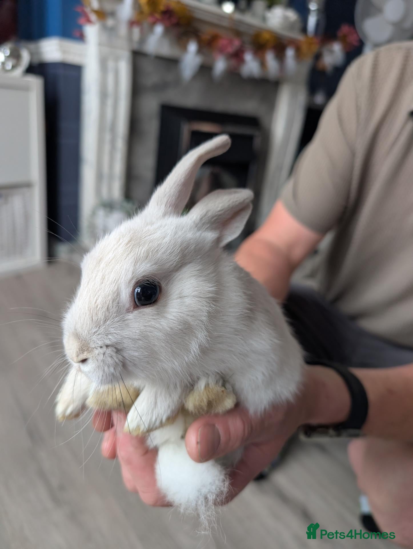 Mixed Breed rabbits Beautiful baby bunnies for sale. Chinchilla cross - Advert 1