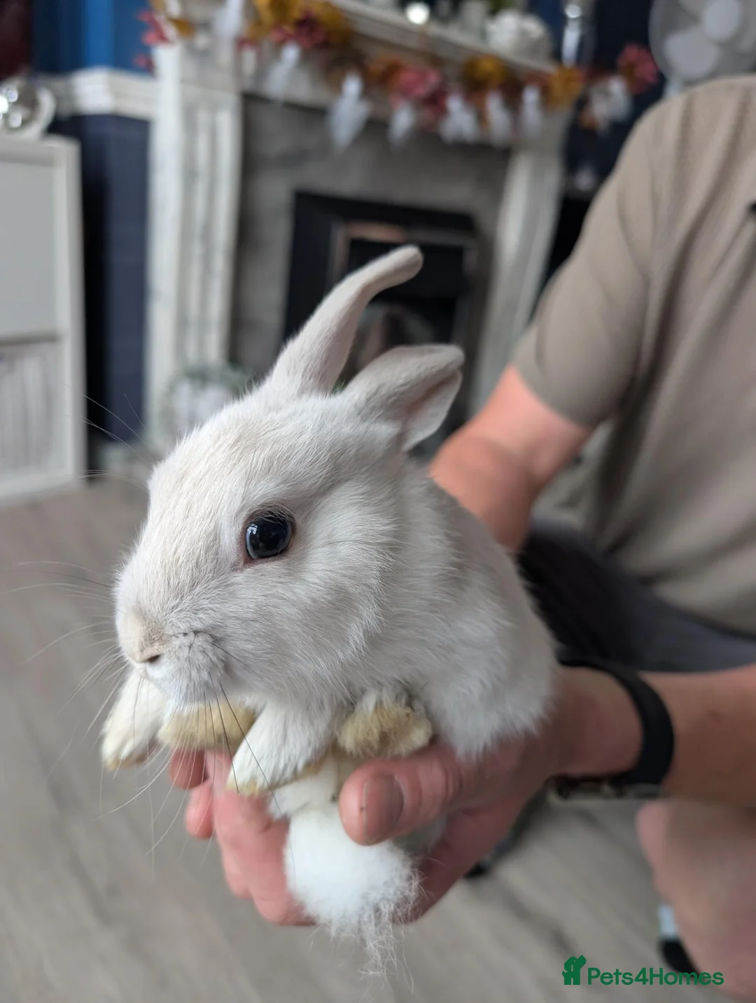 Mixed Breed rabbits for sale: Beautiful baby bunnies for sale. Chinchilla cross - Advert 1