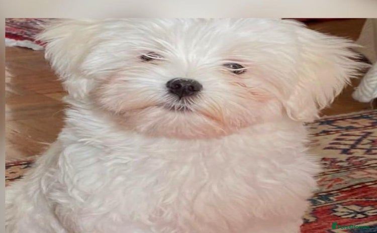 Maltese dogs - Advert 10