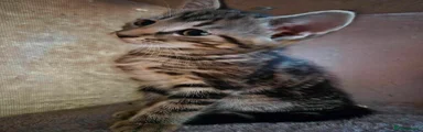 Domestic Shorthair 2