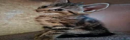 Domestic Shorthair cats for sale: 2 male kittens for sale  in Peterborough - Advert 8