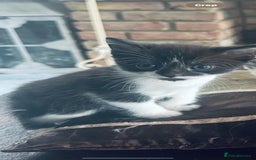 British Shorthair cats for sale: 4 British Shorthair kittens, 3 Tuxedo and 1 black - Image 11