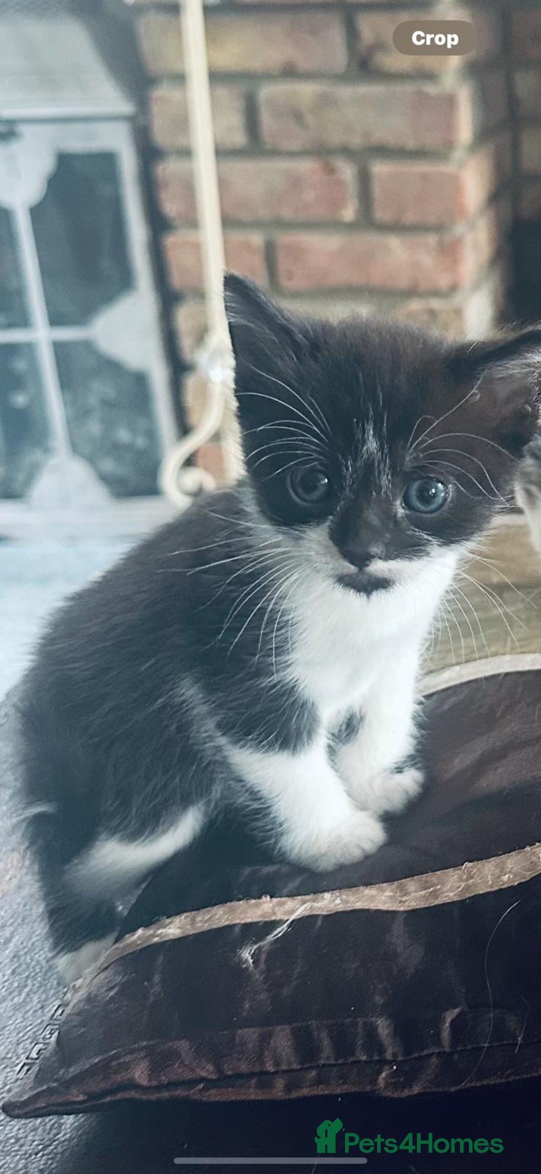 British Shorthair cats for sale: 4 British Shorthair kittens, 3 Tuxedo and 1 black - Image 11