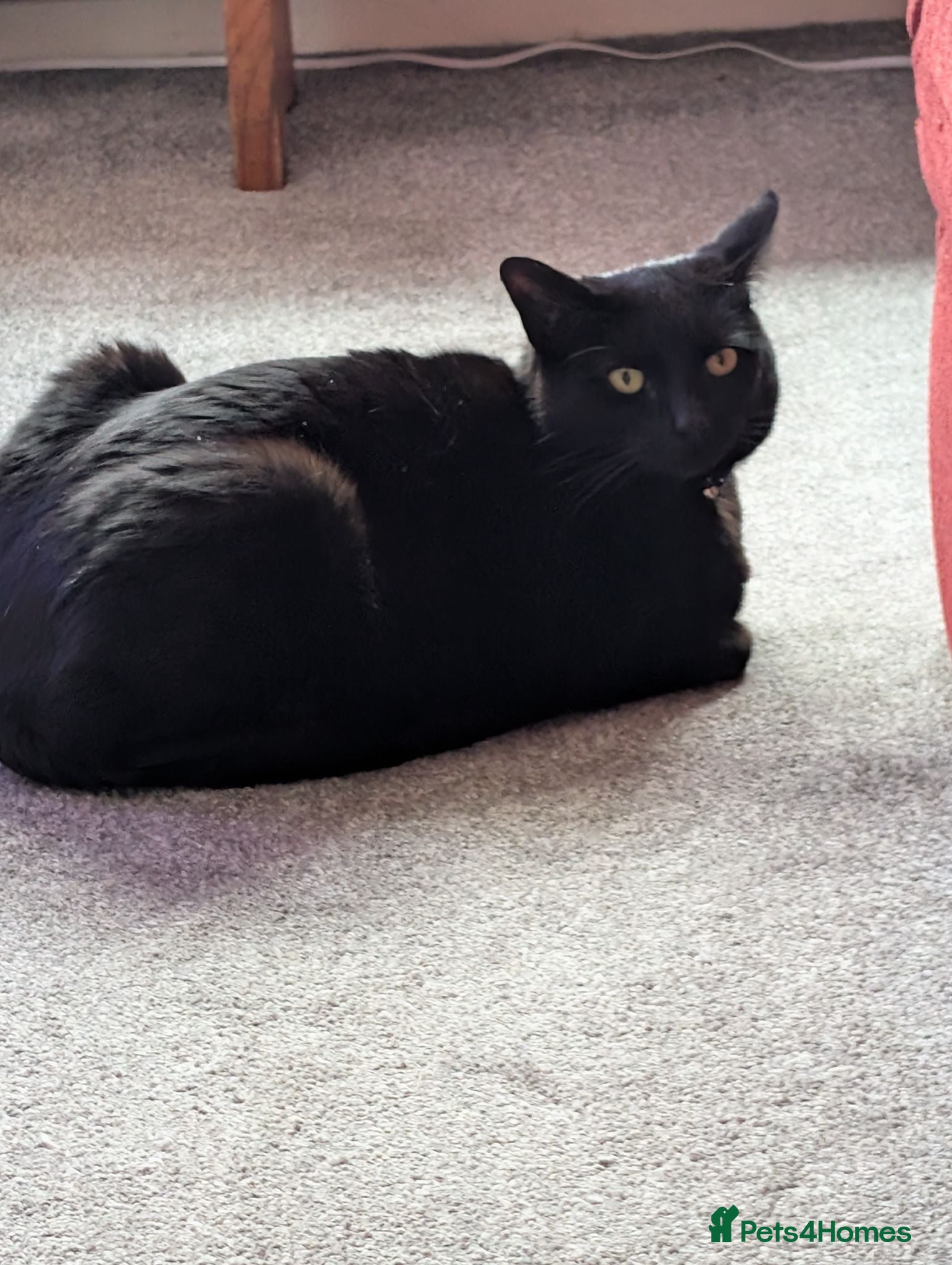 Mixed Breed cats Female 4yr old black cat - Advert 7