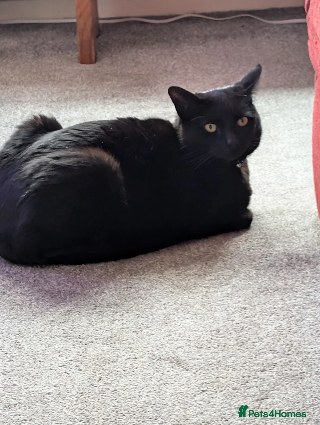 Mixed Breed cats for sale: Female 4yr old black cat - Advert 1