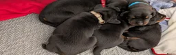 Dobermann dogs for sale: KC registered litter of 5 Dobermann puppies - Advert 24
