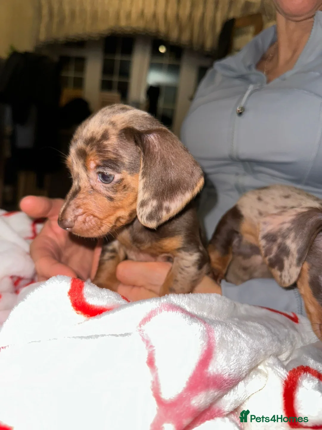 Miniature Dachshund dogs for sale: Miniature dachshund puppies  - Advert 2