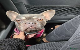 French Bulldog dogs for sale: Female French Bulldog  - Image 4