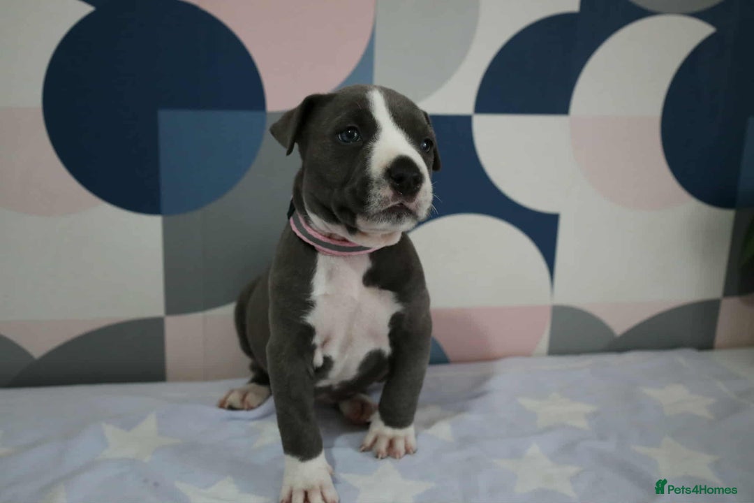 American Bull Staffy dogs for sale: American blue staffy female  - Image 4