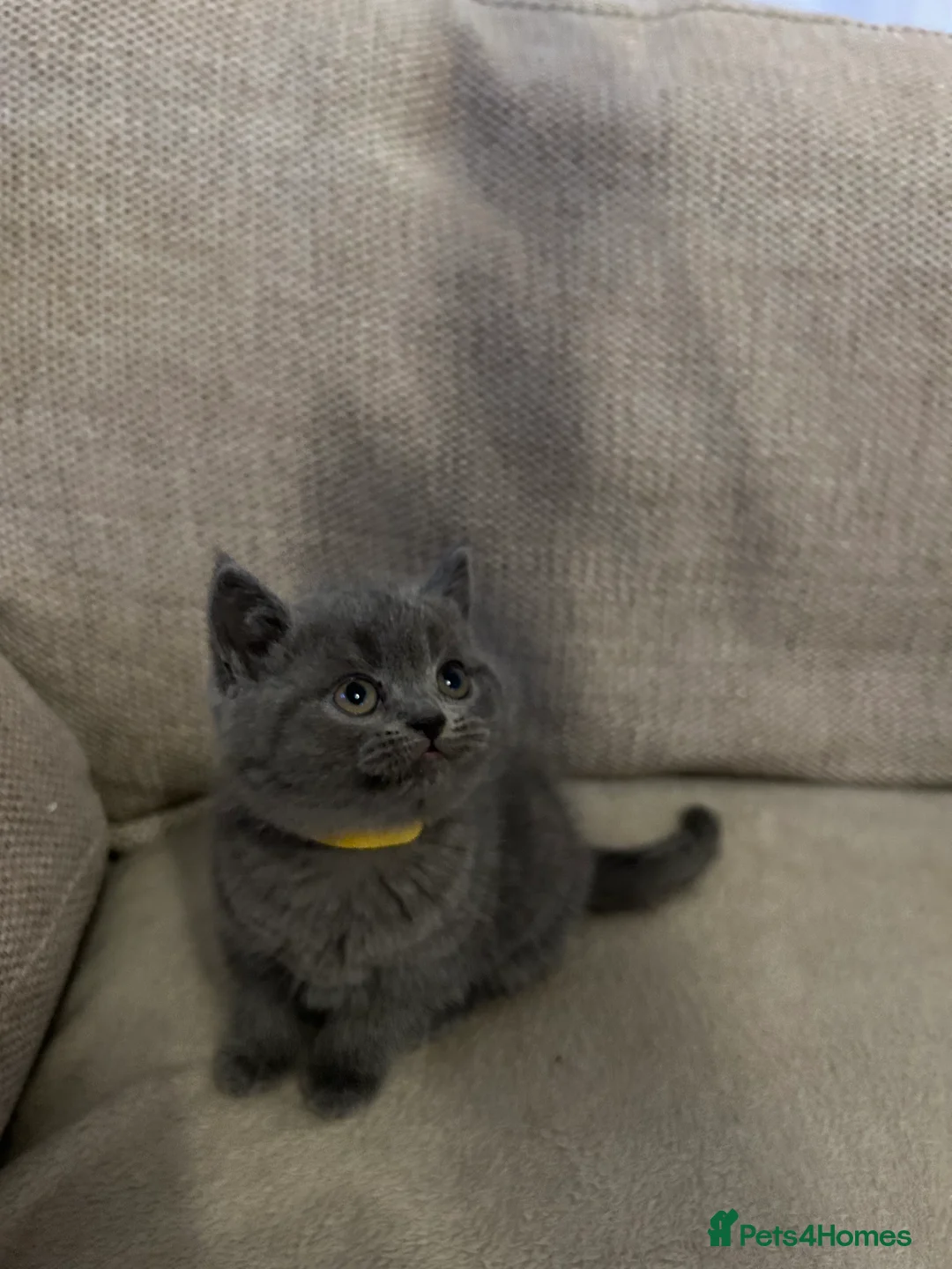 British Shorthair cats for sale: Beautiful British shorthair kittens - Advert 6