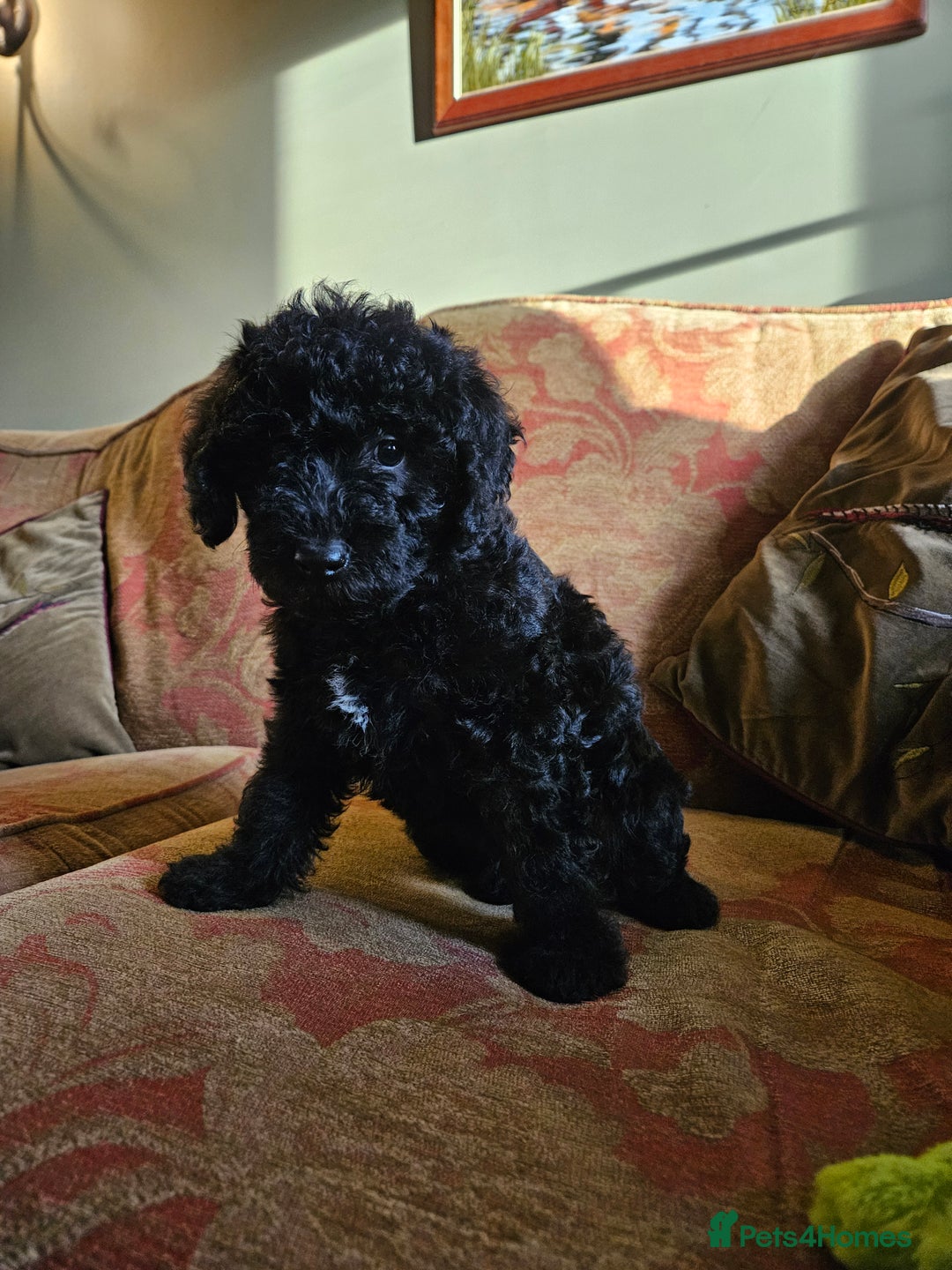 Mixed Breed dogs for sale: Bedlington x Minature Poodle  - Image 5