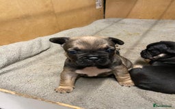 French Bulldog dogs for sale: Last one French bulldog puppies  - Image 1