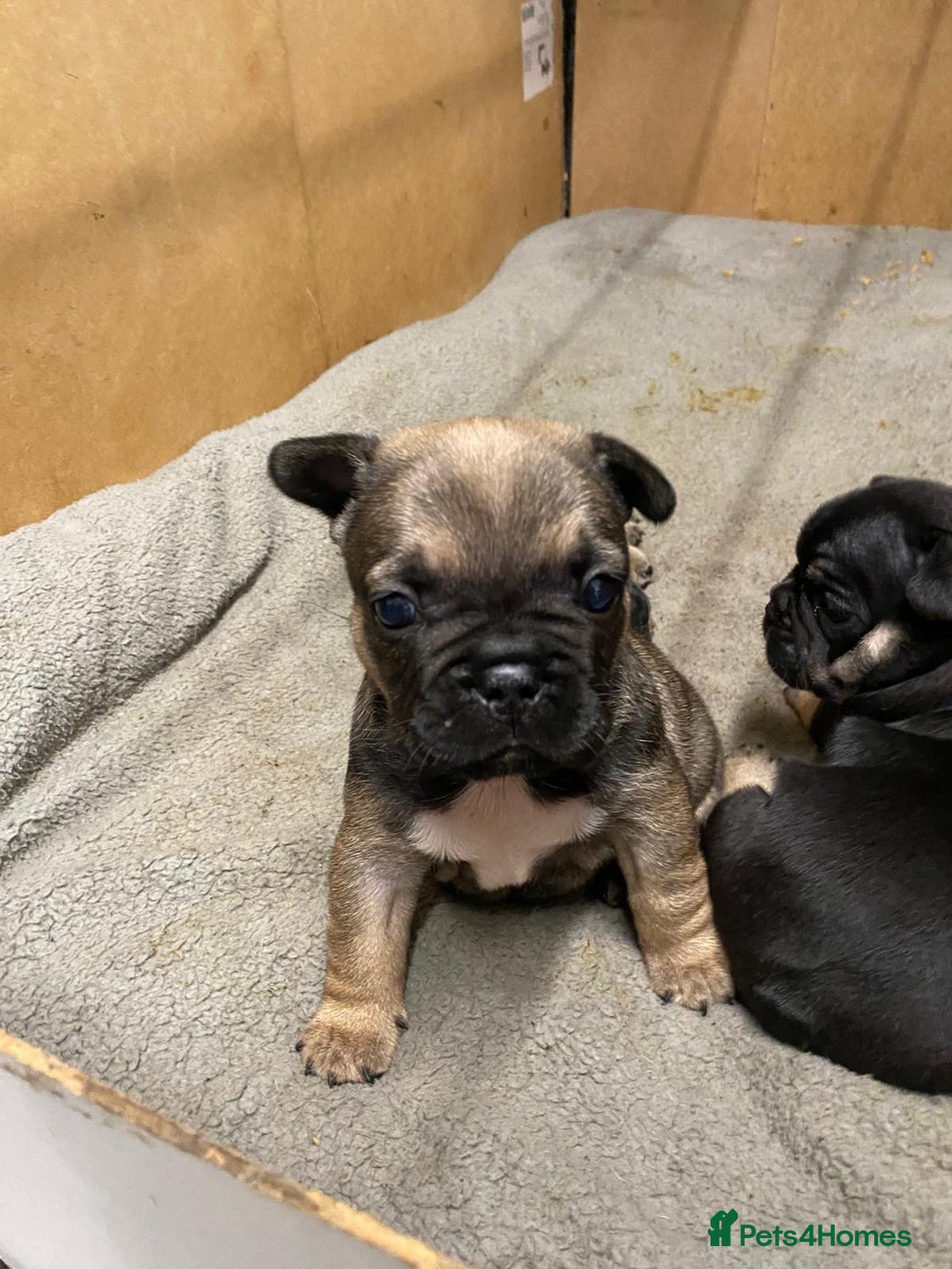 French Bulldog dogs for sale: Last one French bulldog puppies  - Image 1