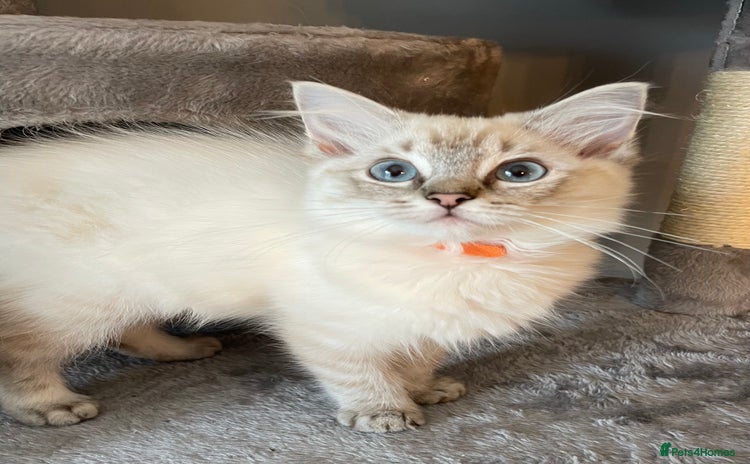 Ragdoll cats - Advert 3