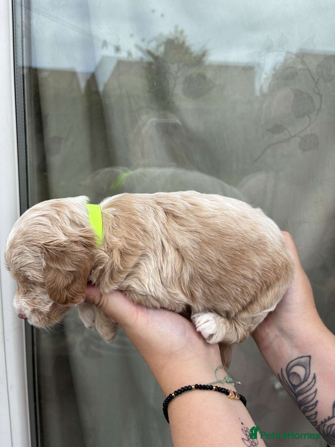 Mixed Breed dogs for sale: Bedlington terrier poodle mixed with a cockerpoo - Image 2