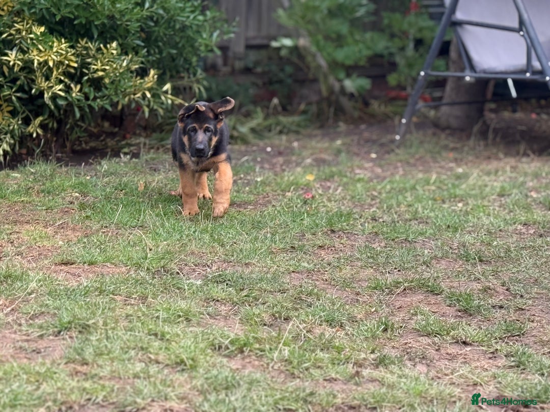 German Shepherd dogs for sale: Stunning litter - Image 3