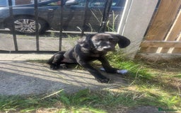 Mixed Breed dogs for sale: Weimaraner/deerhound  - Image 9