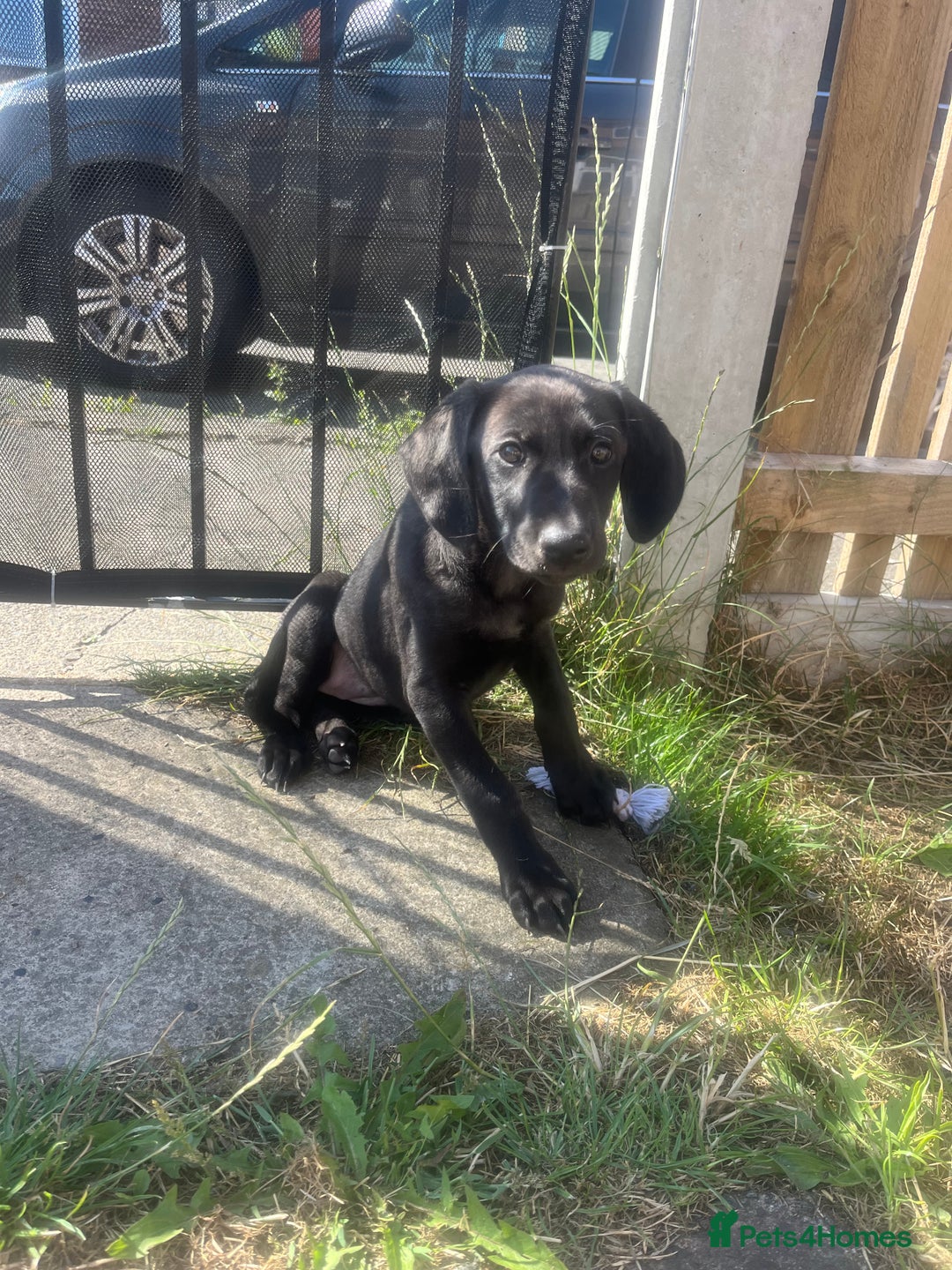 Mixed Breed dogs for sale: Weimaraner/deerhound  - Image 9