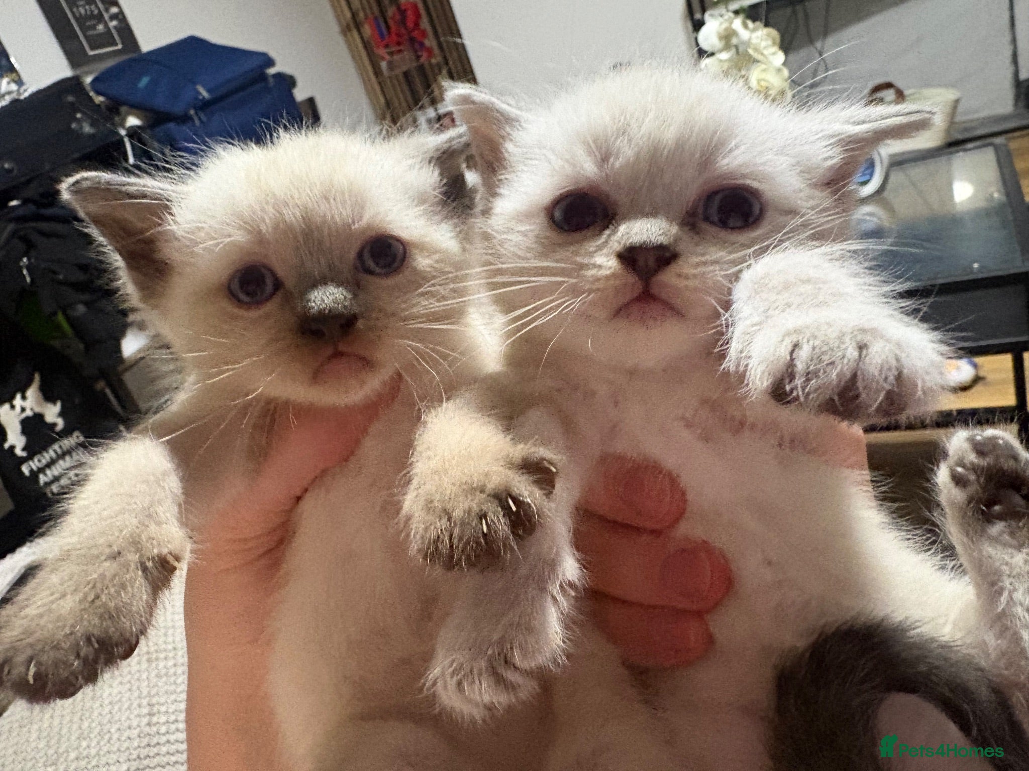 Ragdoll cats Ragdoll Siamese Mix Fluffy Kittens - Advert 1