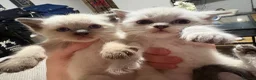 Ragdoll cats for sale: Ragdoll Siamese Mix Fluffy Kittens - Advert 3