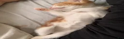 Mixed Breed cats for sale: Ginger and white male kitten for sale - Advert 2