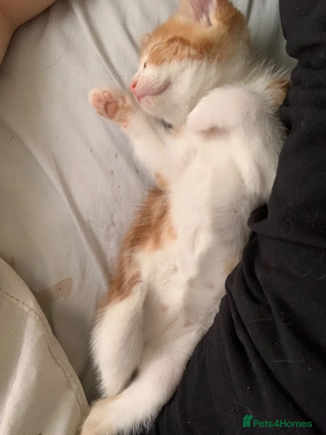 Mixed Breed cats for sale: Ginger and white male kitten for sale - Advert 2