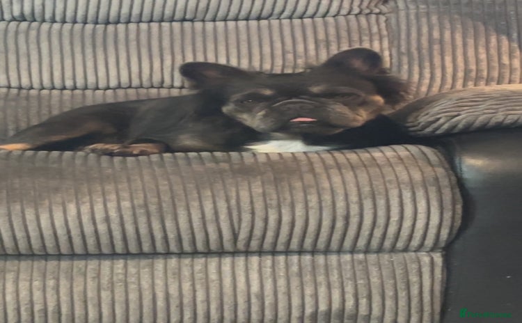 French Bulldog dogs - Advert 7