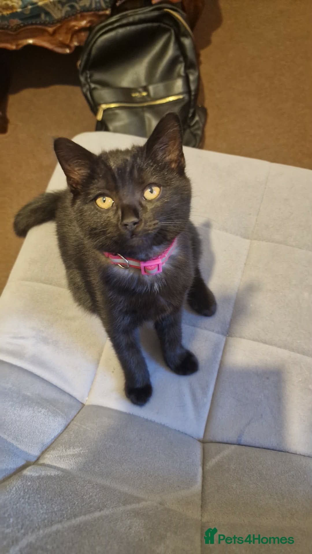 Mixed Breed cats ADORABLE FEMALE MIXED BRITISH SHORTHAIR KITTENS - Advert 1