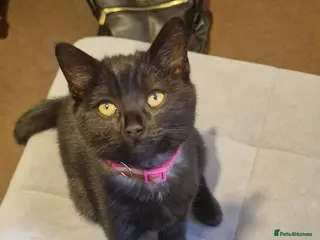 Mixed Breed cats ADORABLE FEMALE MIXED BRITISH SHORTHAIR KITTENS - Advert 4