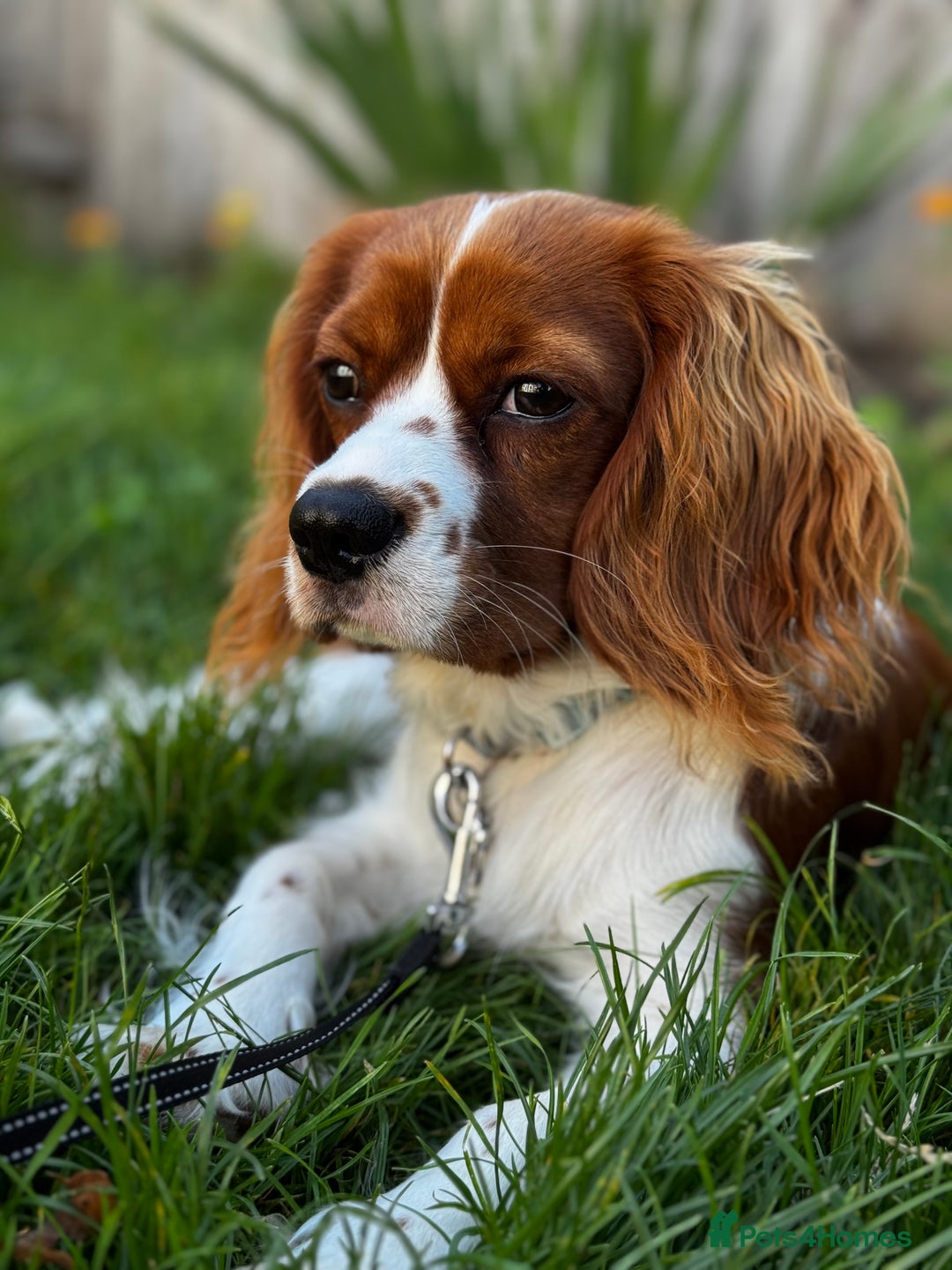 Cavalier King Charles Spaniel dogs for sale: 11 month King Charles Cavalier - Advert 3